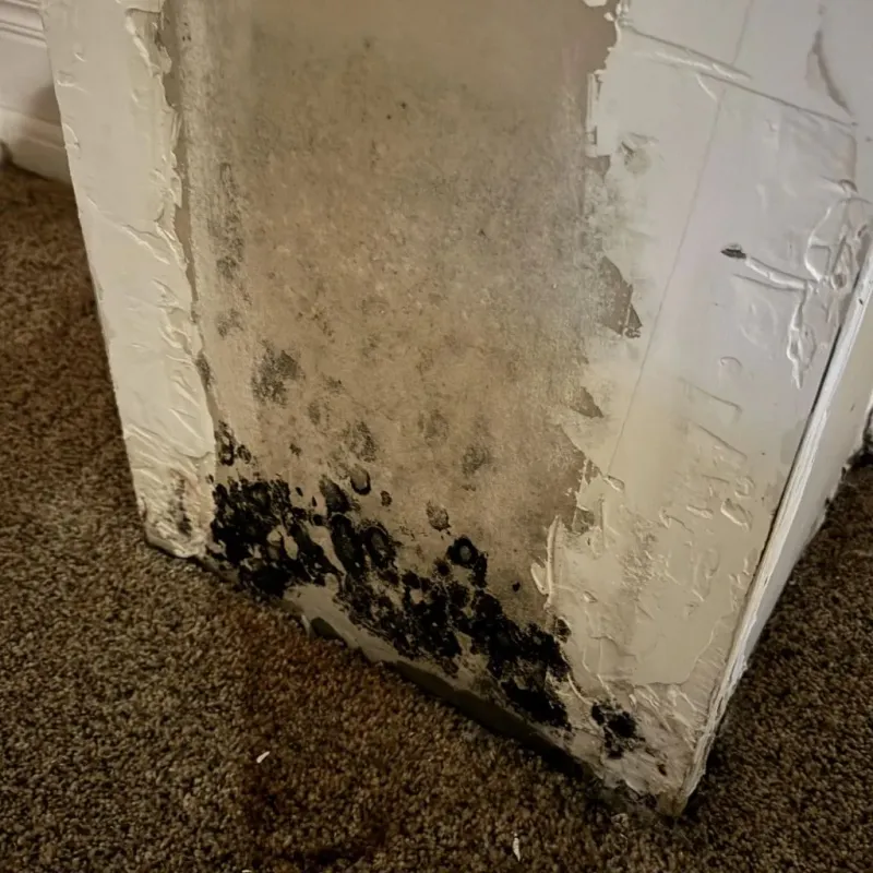 Professional Mold Removal in Turley, OK